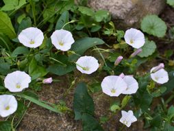 Korov popovac, njivski poponac