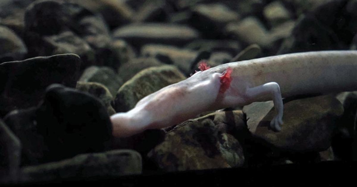 Postojnska jama i njene tajne: Otkrivamo čari 