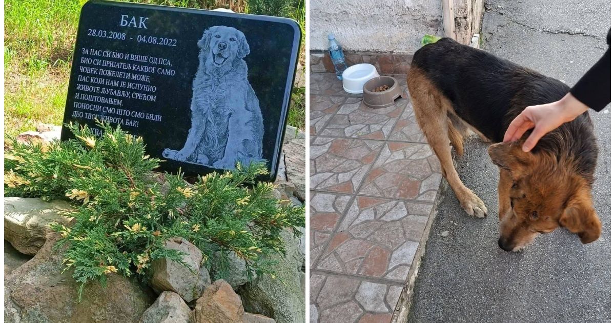 Uginuo najdraži pas sa ulica Beograda! Komšije se udružile da učine nešto prelepo: 