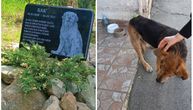 Uginuo najdraži pas sa ulica Beograda! Komšije se udružile da učine nešto prelepo: "Dule je ovo zaslužio"