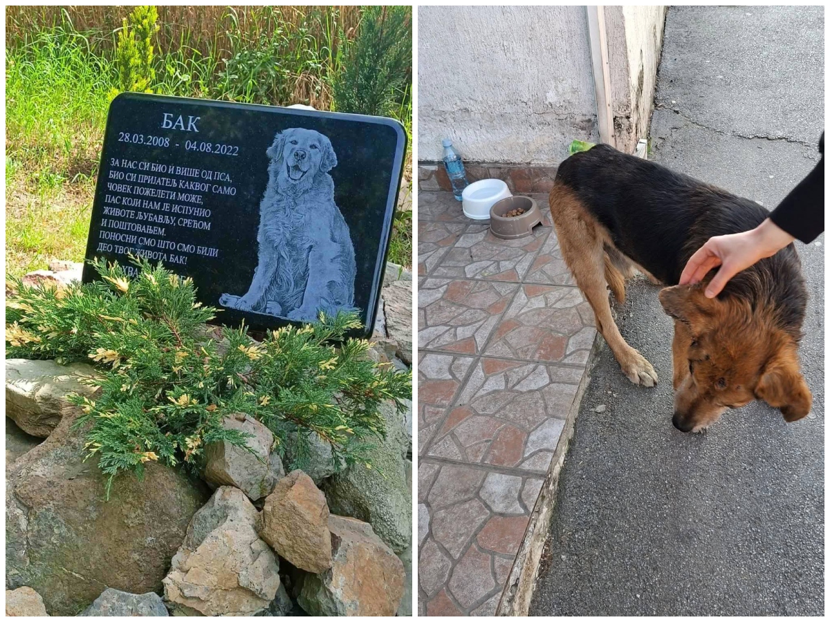 Uginuo najdraži pas sa ulica Beograda! Komšije se udružile da učine nešto prelepo: "Dule je ovo zaslužio"