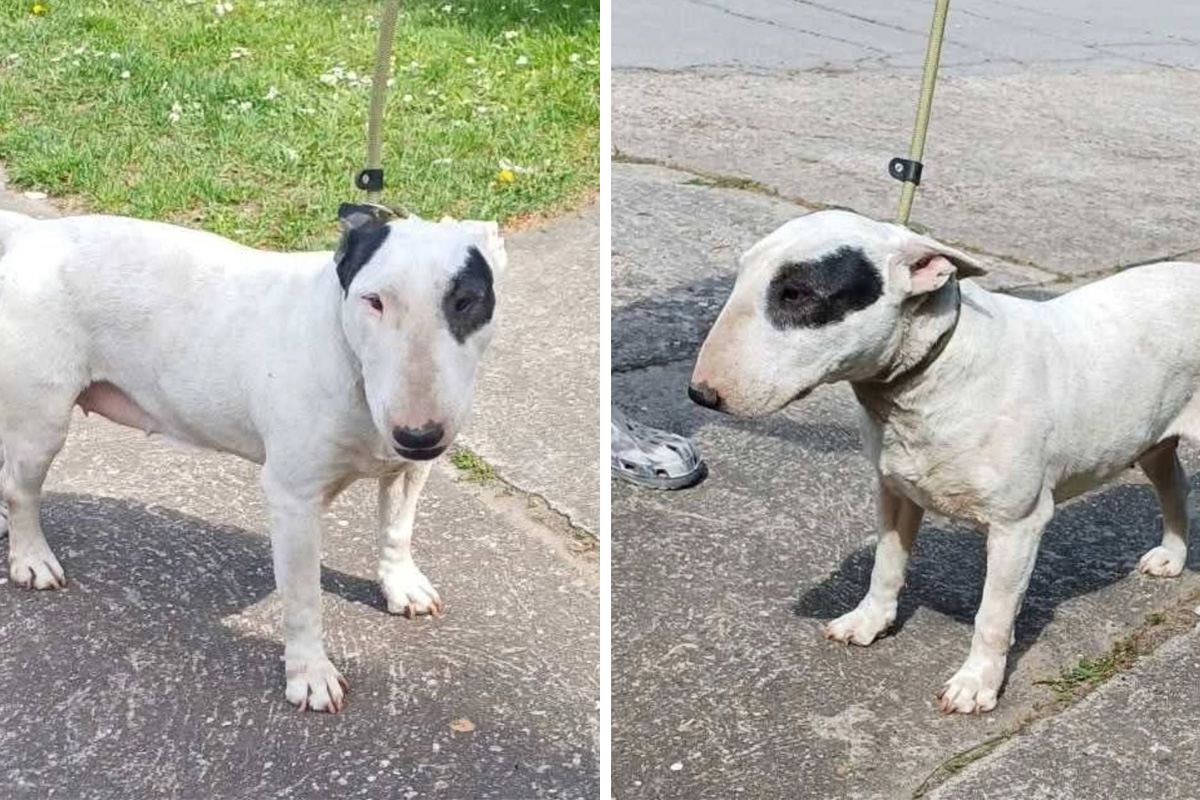 Bulterijerka iz azila traži dom: Zdrava i nežna sedmogodišnja dama čeka svoju novu porodicu