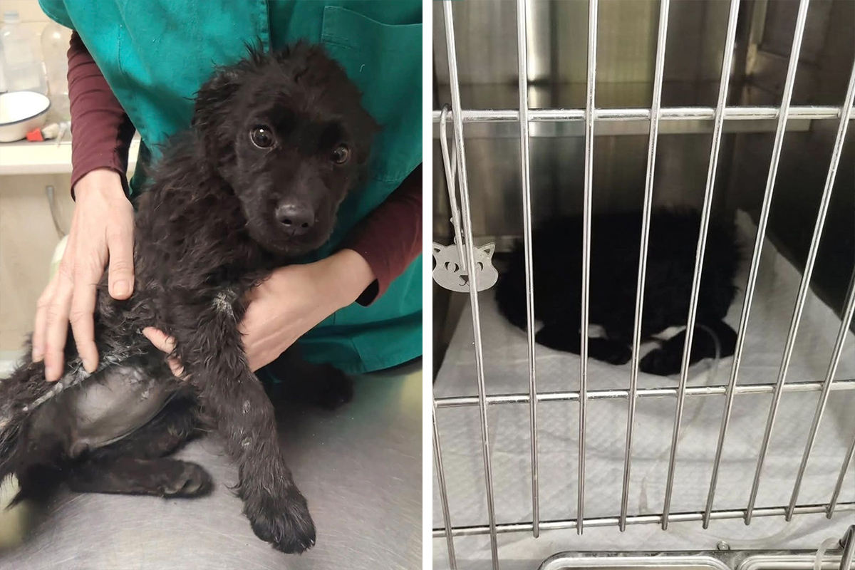 Zbog ovog šteneta plače Srbija: Zvezdica iz šume spasena od krpelja, nije pobegla parvo virusu