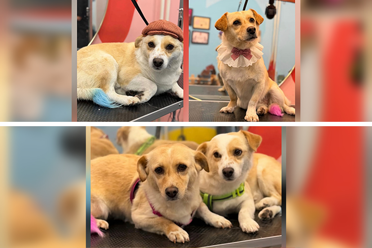 Nikad nisu šetali ni osetili travu, živeli u kavezu dva sa dva: Borgi i Žuzel traže ljubav i dom zauvek