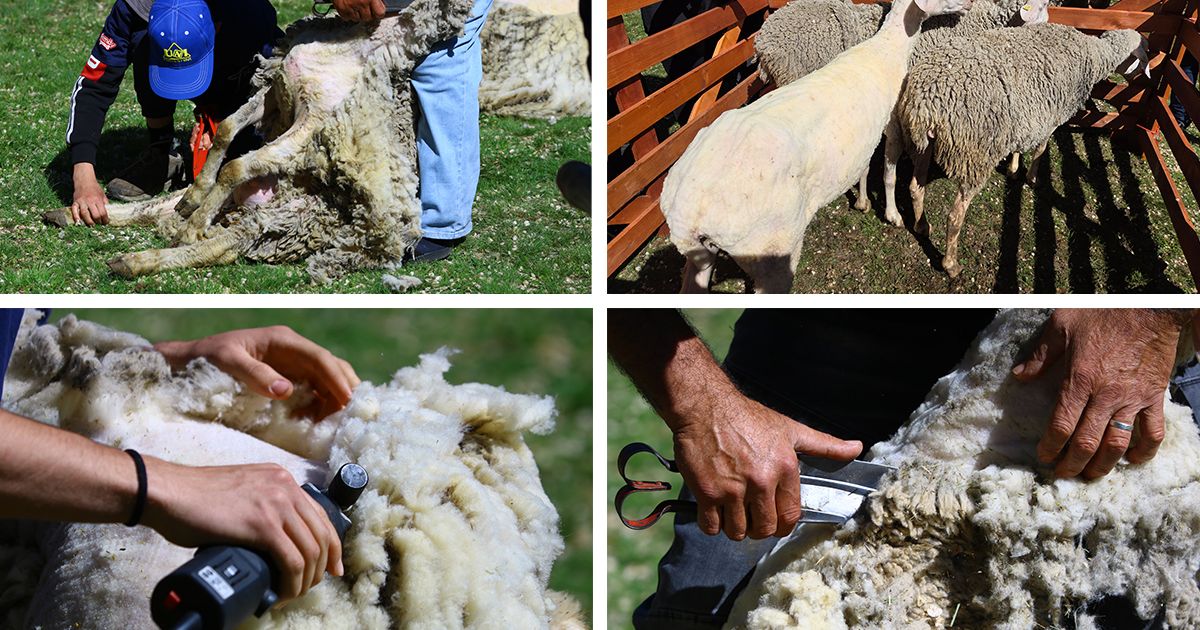 The Biggest 'Bleja' in Serbia Happened Yesterday in Senta: Sheep Were the Center of Attention, Their 'Barbers' the Main Actors