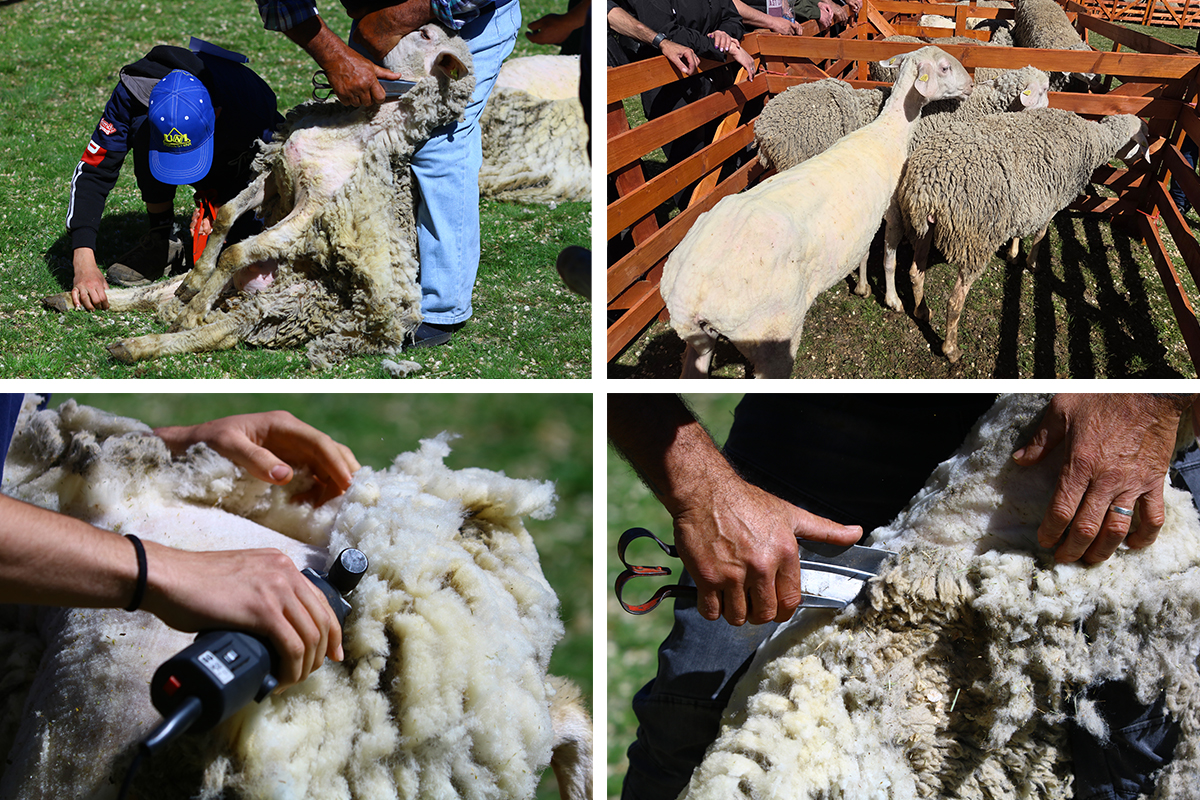 Najveća bleja u Srbiji juče se zbila u Senti: U centru pažnje bile su ovčice, glavni akteri njihovi "frizeri"