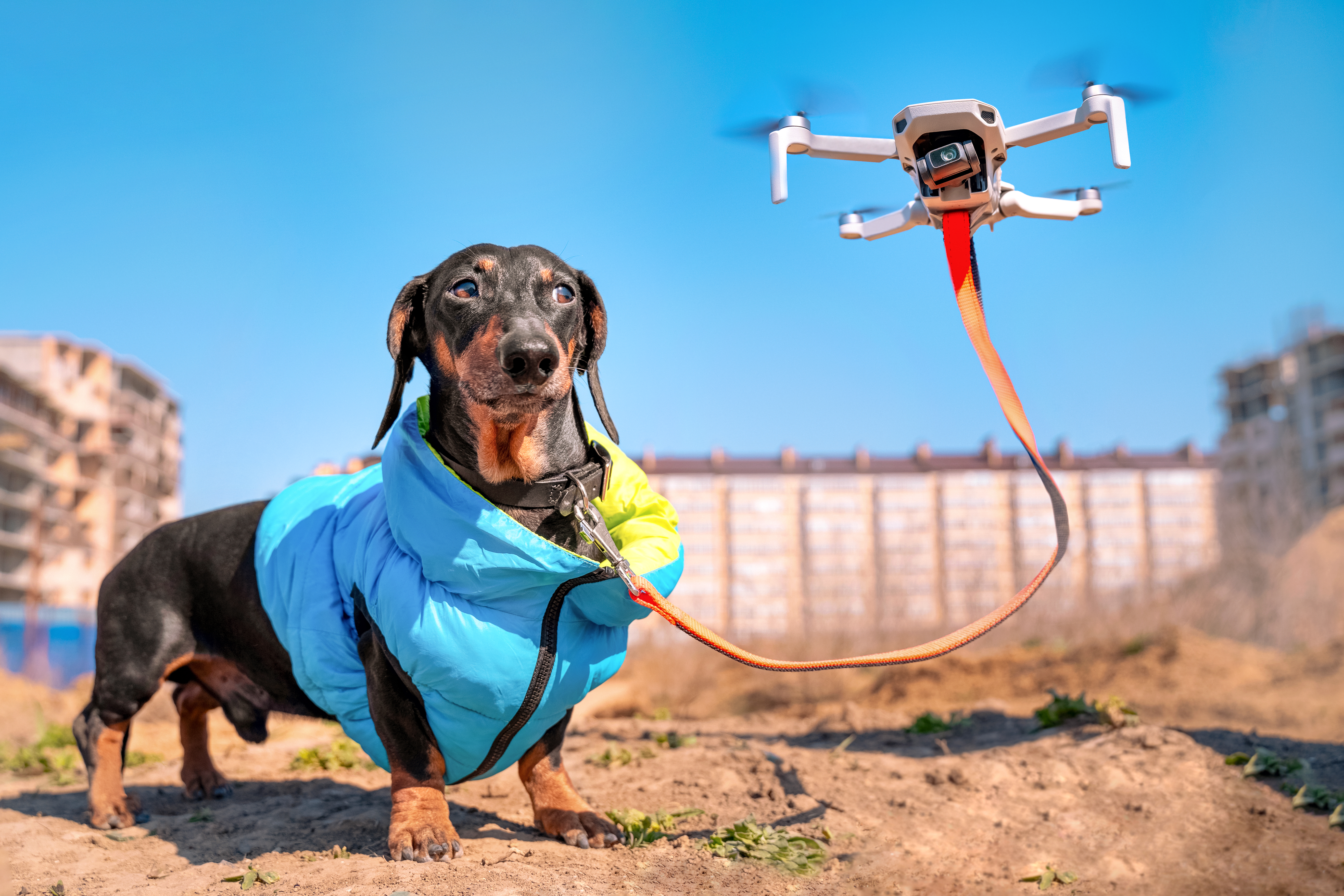 Poljska diže dronove sa termalnim kamerama da od smrzavanja spasi pse koji su napolju vezani na lancu