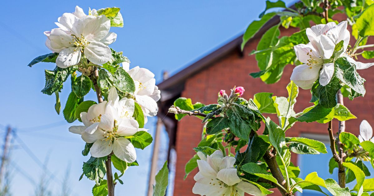 Small Yard, Big Harvest: 9 Fruit Trees That Thrive in Tight Spaces