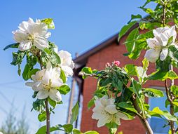 Cvetanje drveta jabuke