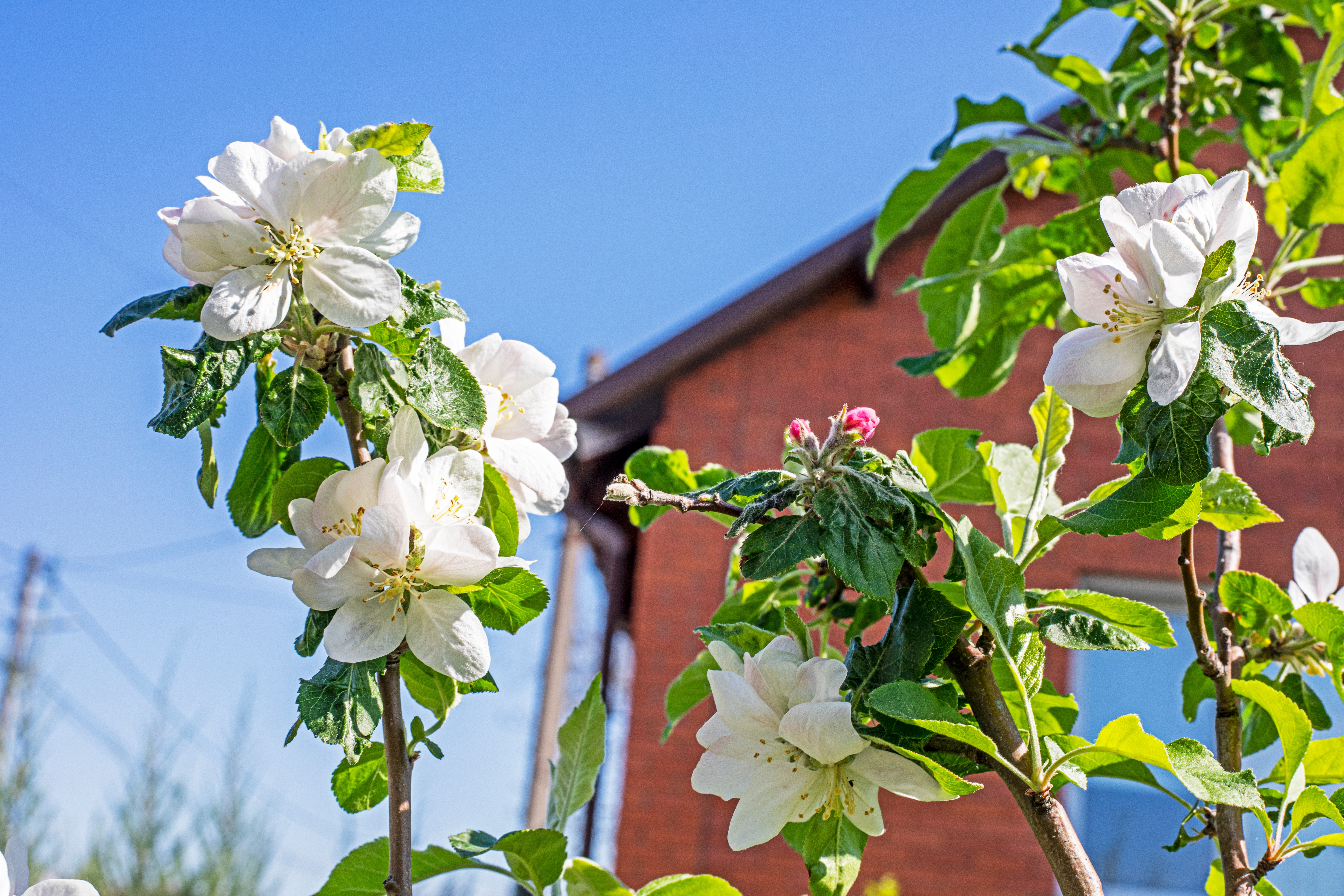 Malo dvorište, velika berba: 9 voćki koje uspevaju i u skučenom prostoru