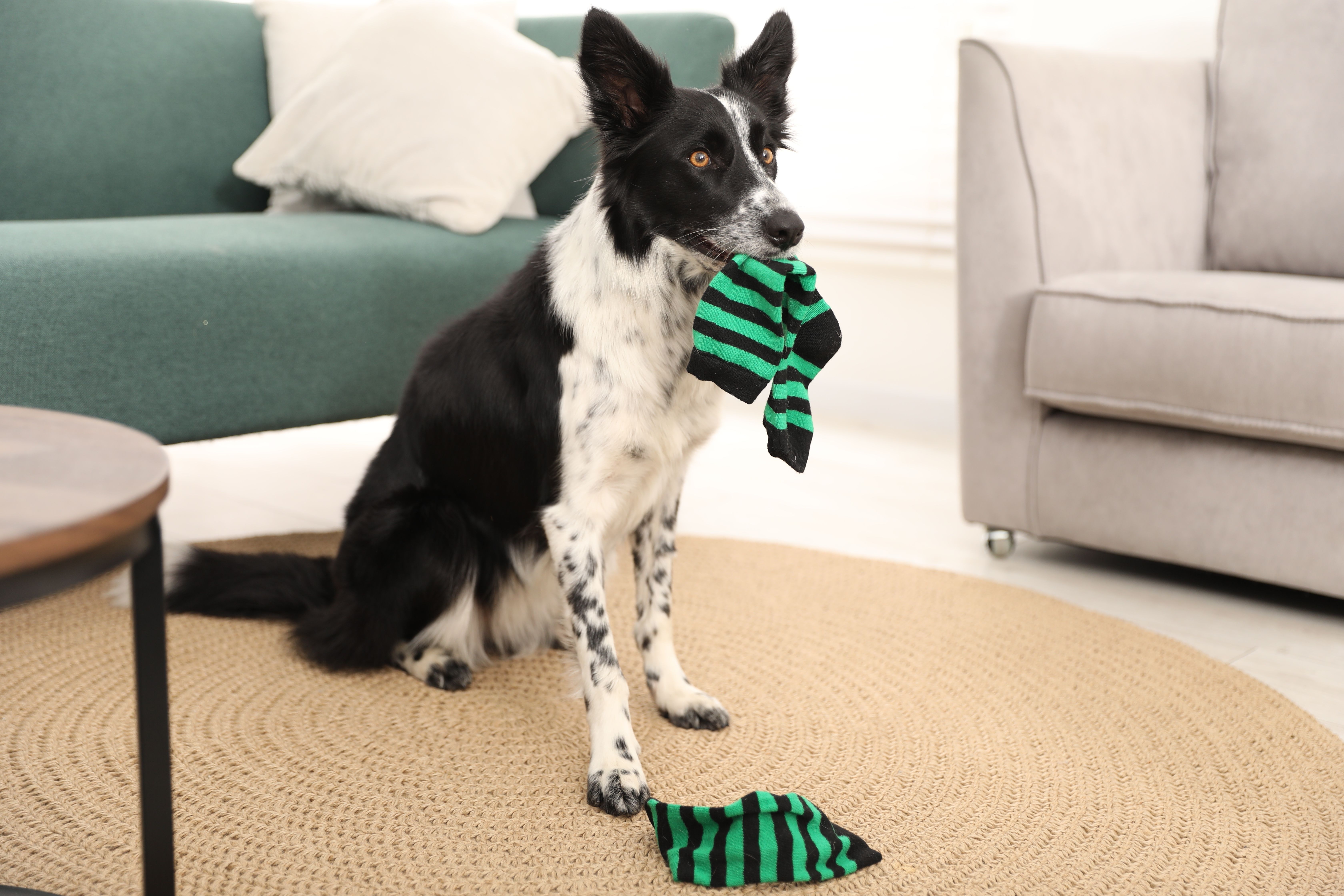 Psi najčešće gutaju OVE PREDMETE: Od čarapa do baterija, evo šta može biti KOBNO za vašeg ljubimca