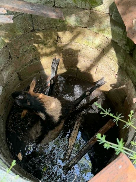 Jarac, Paraćin, jarac upao u bunar