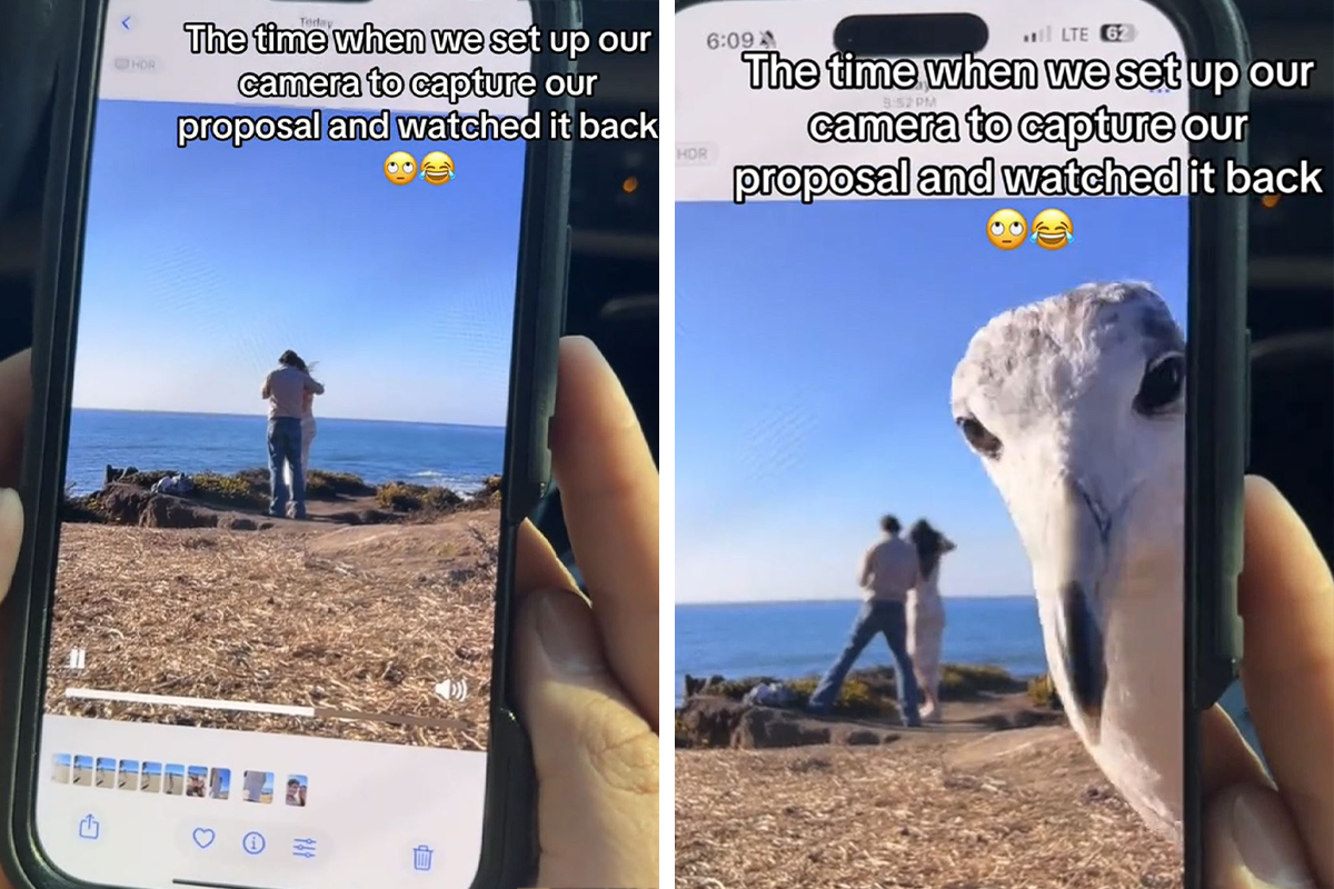 Galeb fotobombardovao prosidbu: Radoznala ptica ukrala šou, zbog ovog snimka ljudi se valjaju od smeha