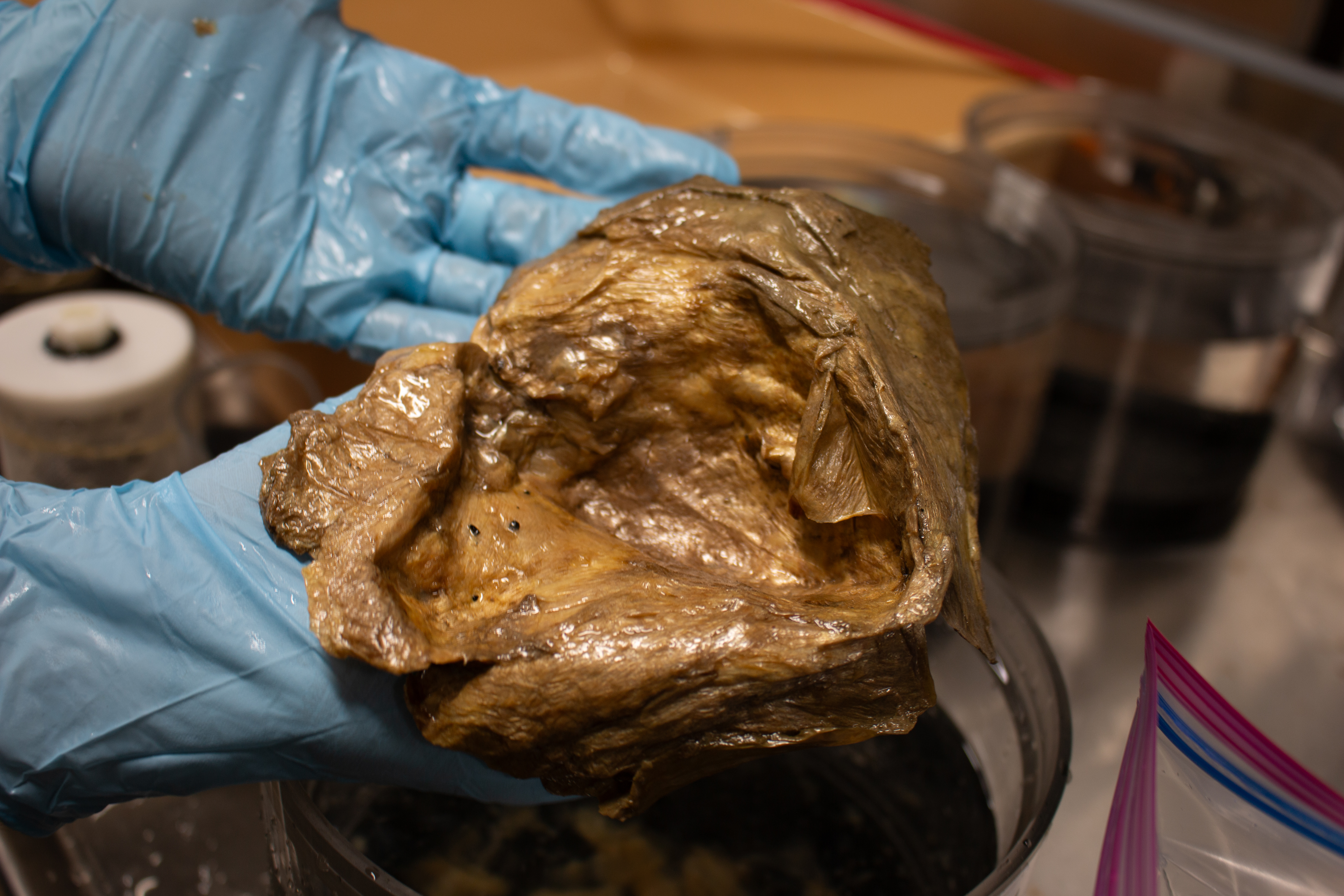 „Nije ni jaje, ni sunđer, ni vanzemaljac…“ REŠENA MISTERIJA! Posle 2 godine utvrđeno poreklo zlatnog jajeta