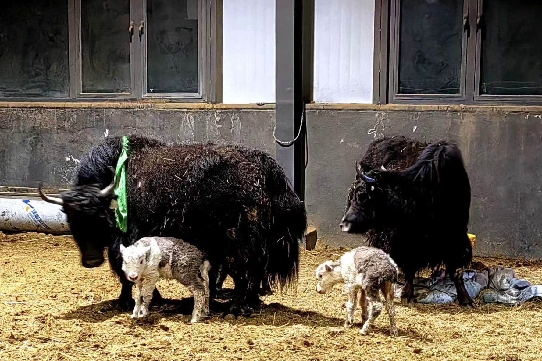 Broj kloniranih jakova će povećati na više od 100: Neobičan plan Kine za naredne dve godine