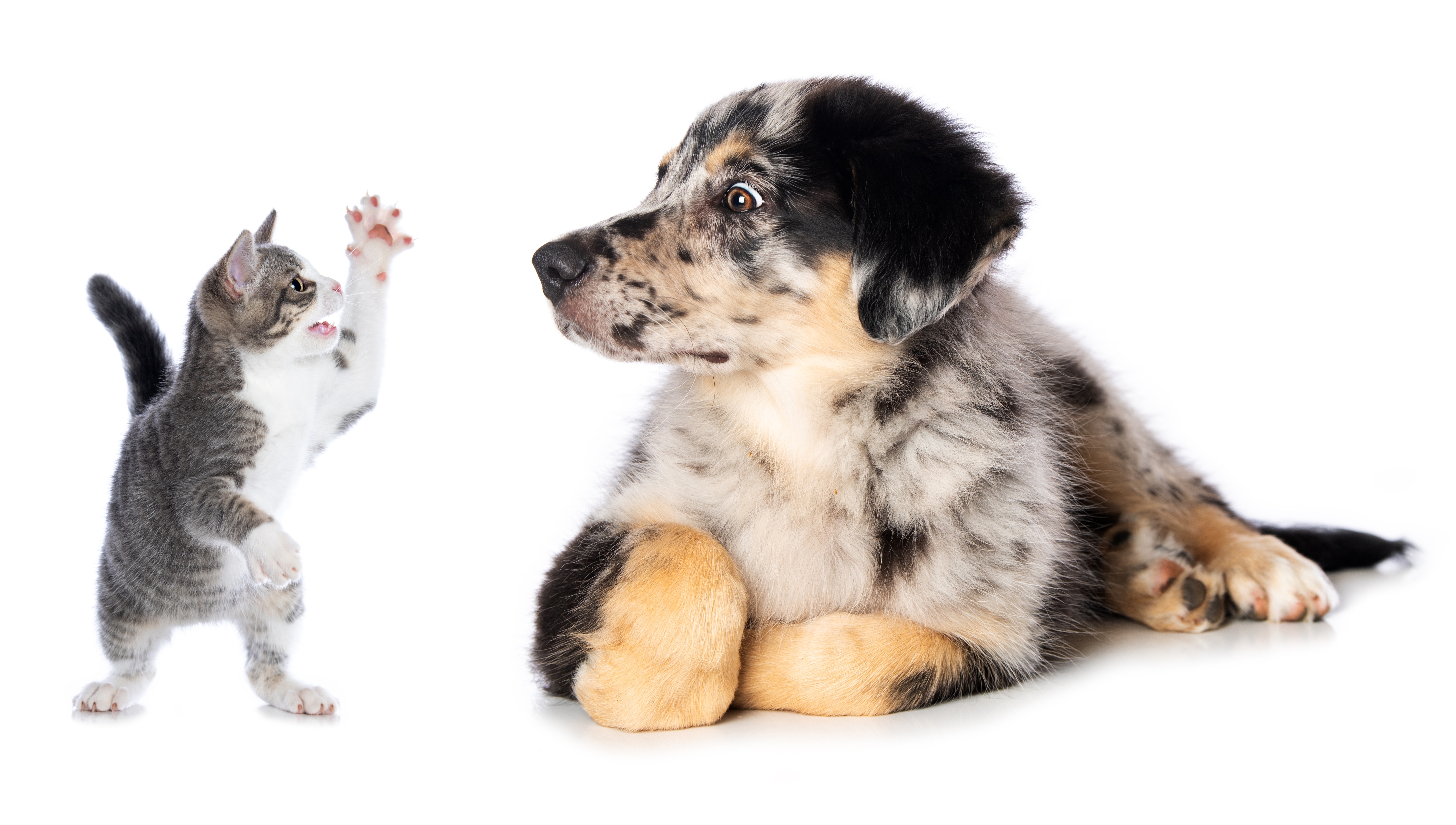 Pas posle šišanja postao stranac u sopstvenoj kući: Mače se zbunilo, snimak gledalo više od 3 miliona ljudi