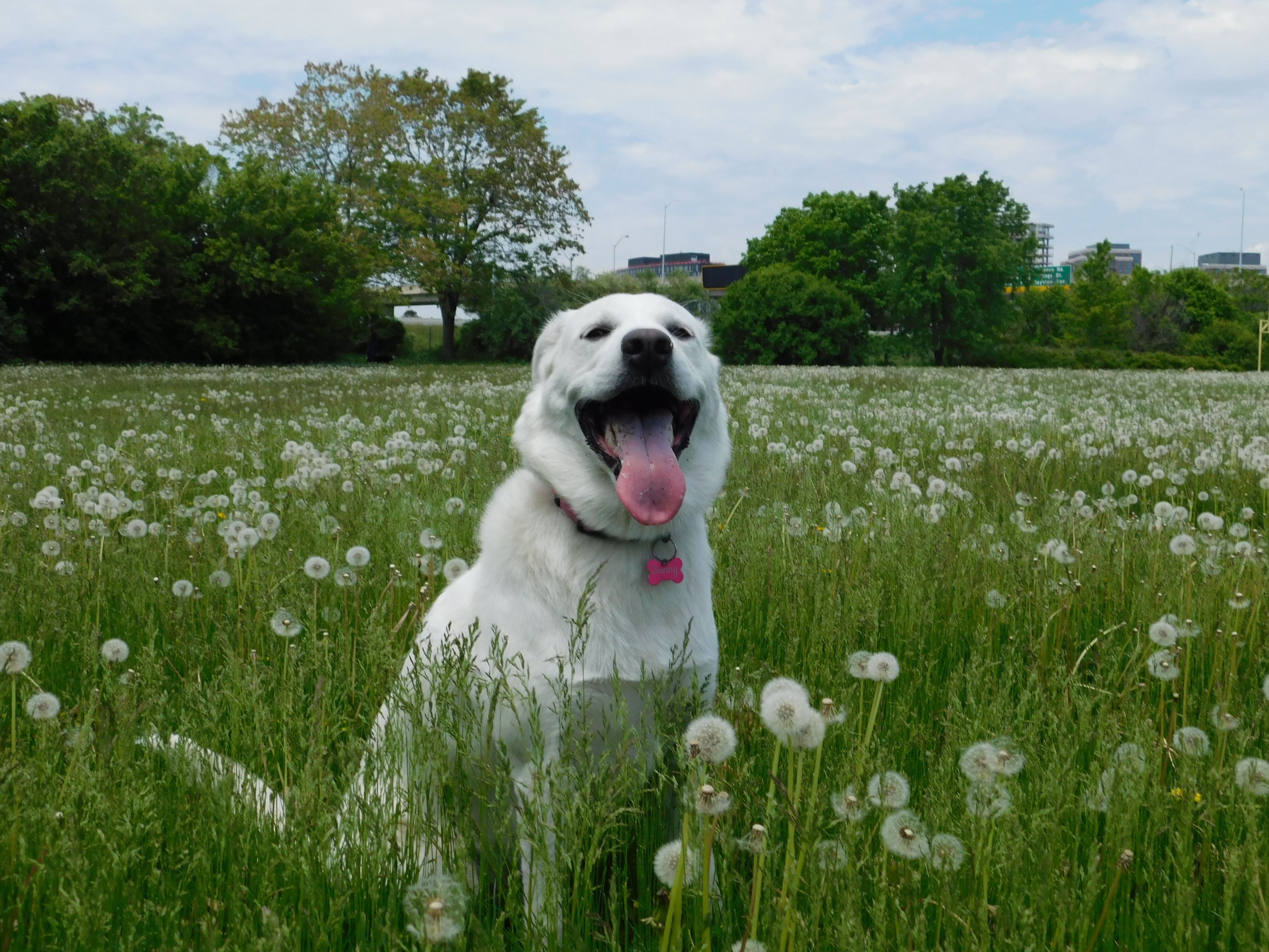 On je ROĐAK KANGALA i zovu ga "bela glava": Akbaš iz Turske NE SME imati dlaku druge boje osim bele