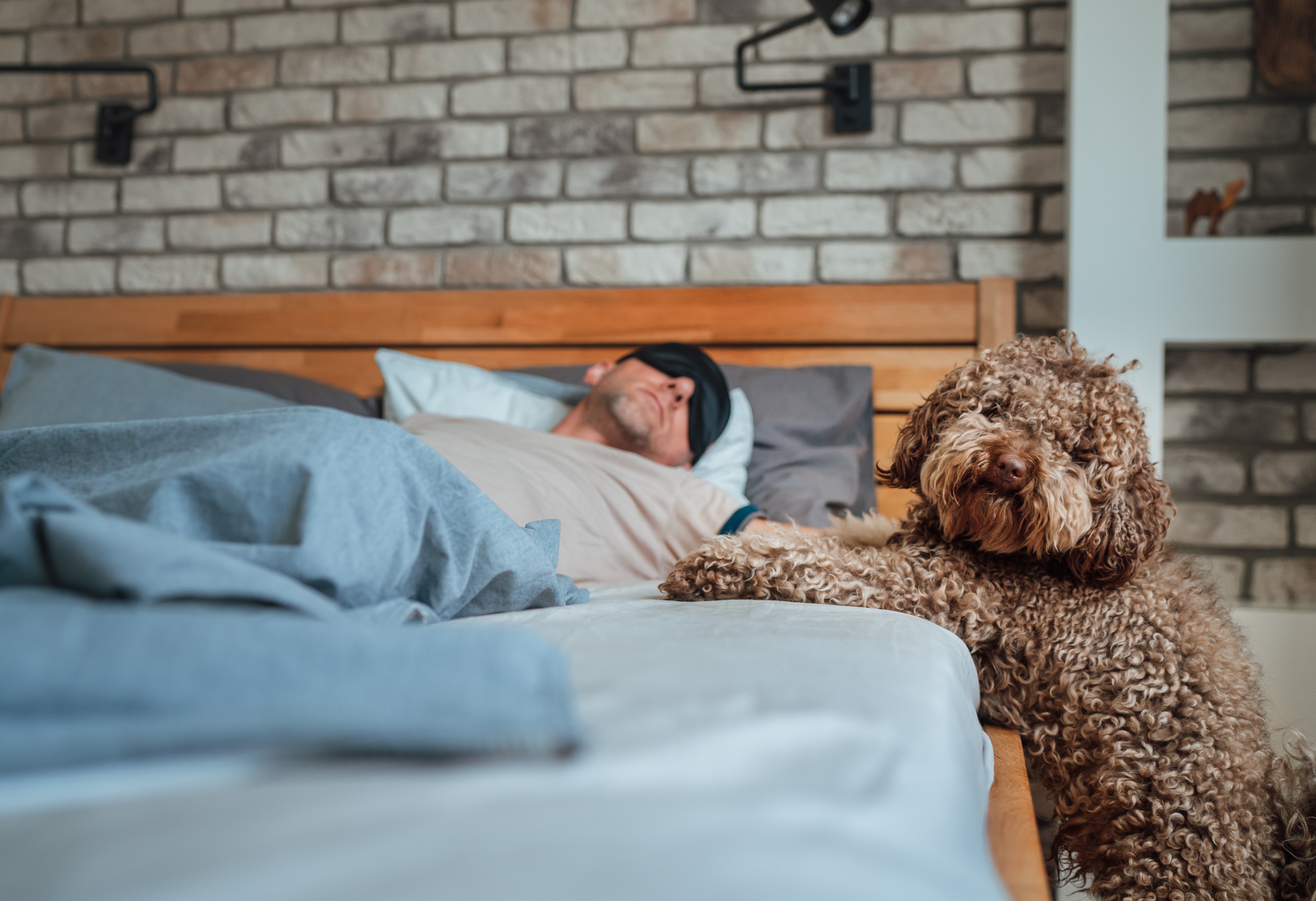 Da li ste stvarno spremni za psa: PET ključnih RAZLOGA zbog kojih ne treba da ga imate