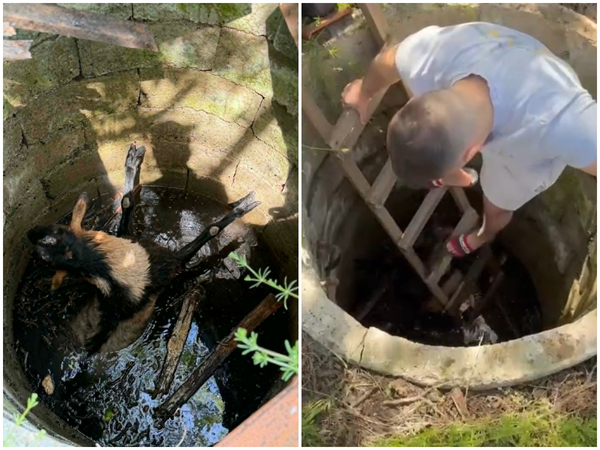 Jarac pobegao iz štale u Paraćinu, pa upao u bunar i počeo da se davi: Nikola skočio u pomoć, sve snimljeno!