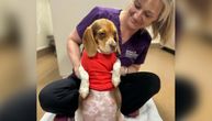 Veterinare iz azila zapanjilo ono što su videli na rendgenu: Biglica Vini okotila štence koji se retko viđaju