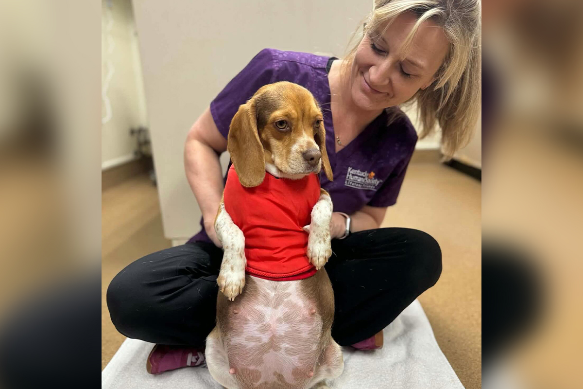 Veterinare iz azila zpanjilo ono što su videli na rendgenu: Biglica Vini okotila štence koji se retko viđaju