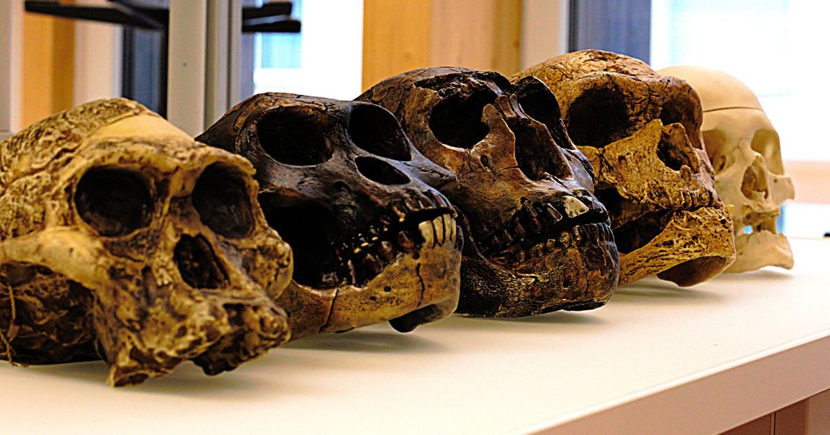 Major DNA Study Changes the Story of Human Origins: Scientists Surprised by Results