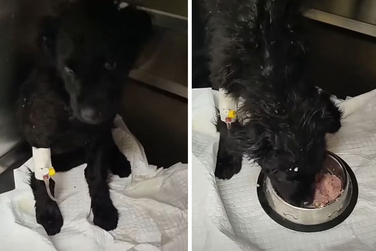 Zvezdica pobedila parvo: Mala crna dama iz šume pojela prve obroke i oporavlja se od teške bolesti