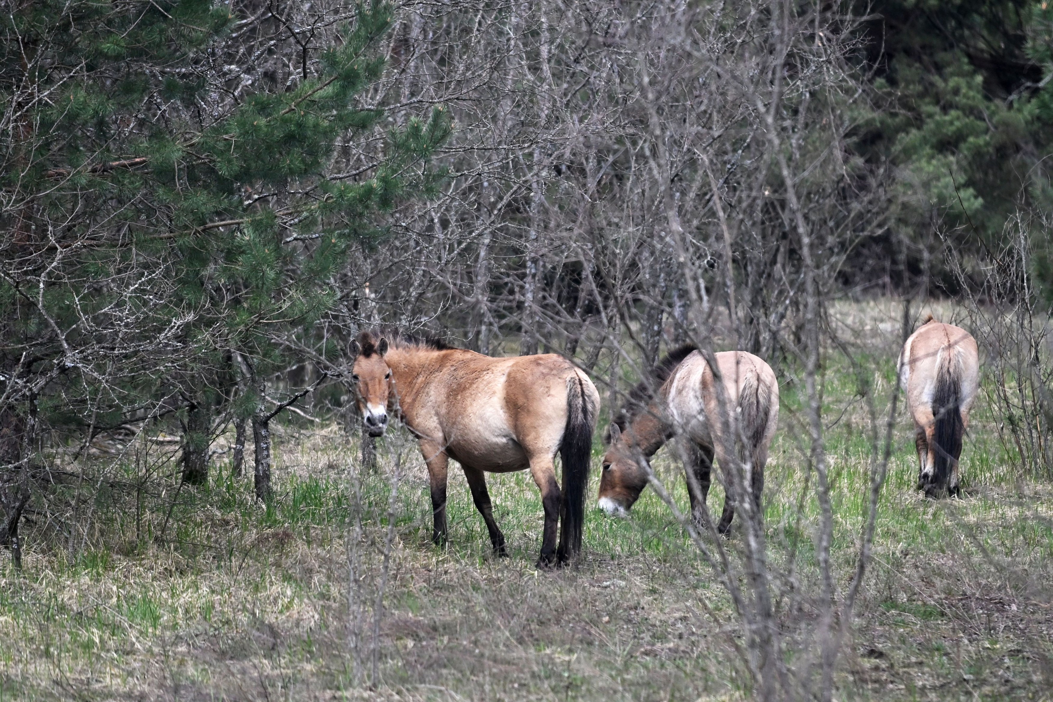 Zašto oko Černobilja ponovo žive vukovi, divlji konji, bizoni, retke ptice… 40 godina od nuklearne katastrofe