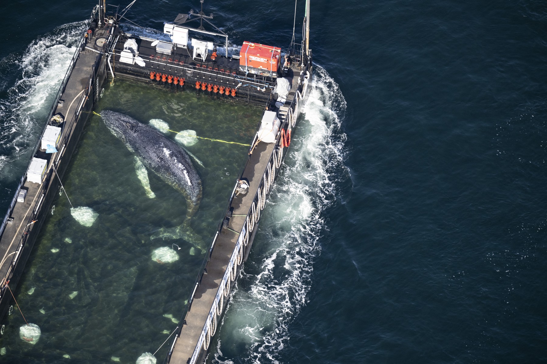 Kit Timi prebačen kroz Baltičko more u složenoj spasilačkoj operaciji