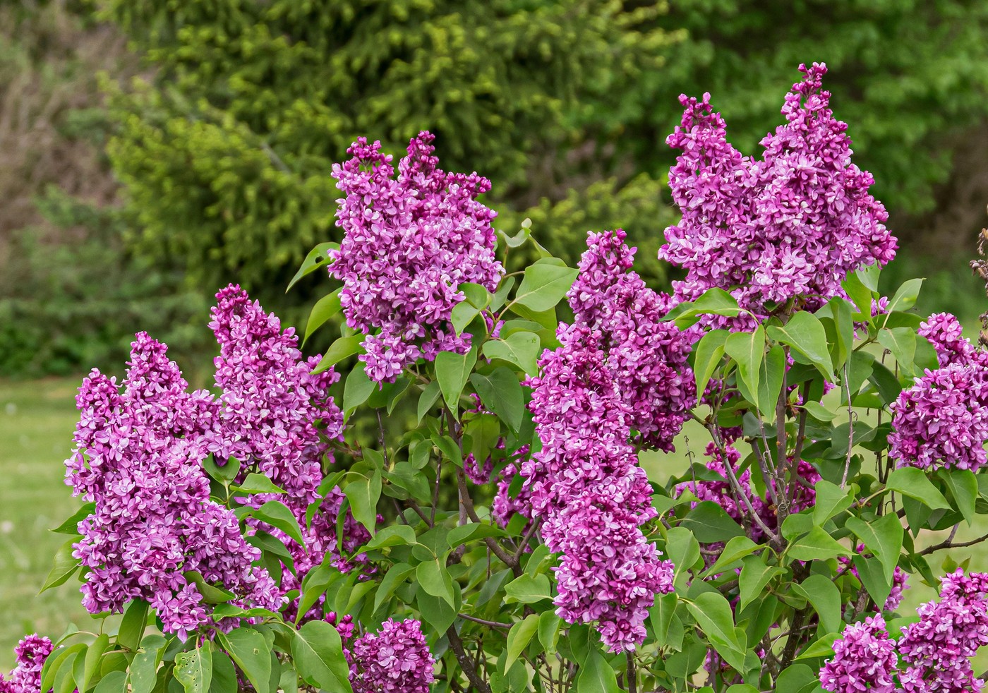 Rusi upozoreni da NE BERU jorgovane na javnim površinama: Stvar je vrlo ozbiljna!