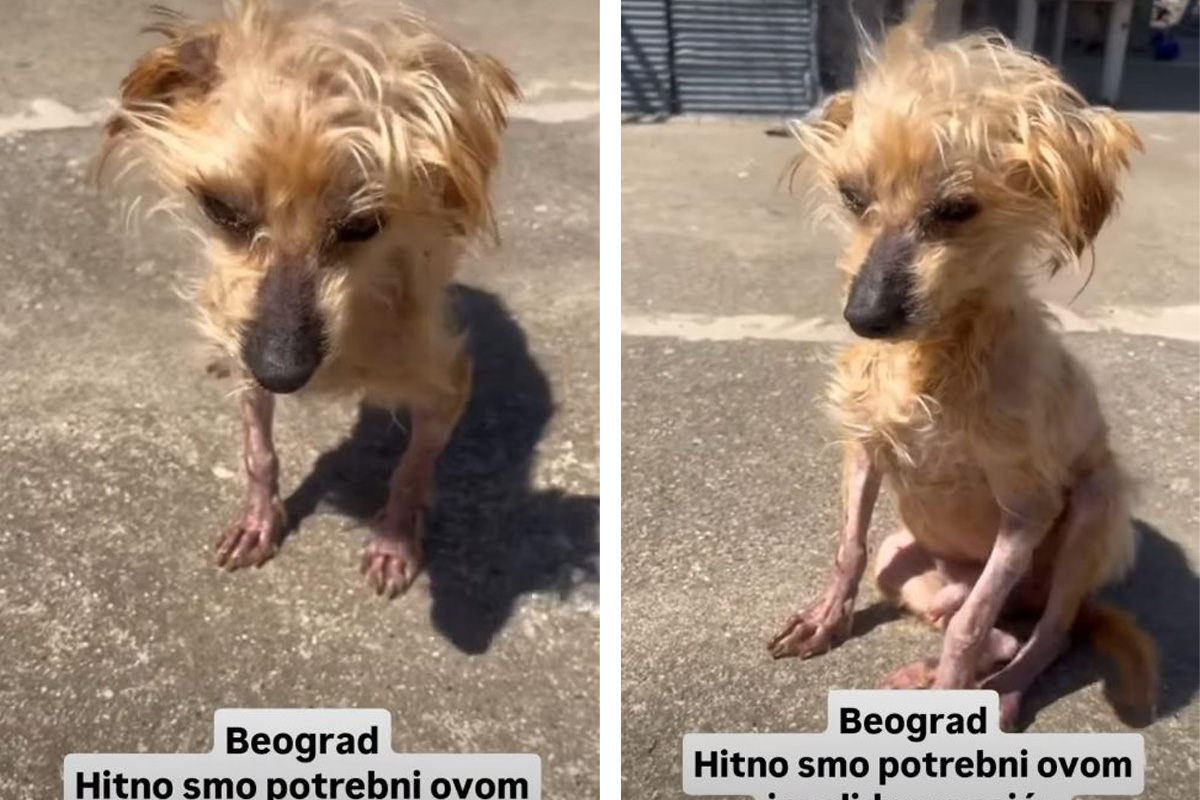 Beograđanka spasila psa sa ulice: On se teško kreće, nema ni pet kila, potrebna pomoć iskusnih staratelja