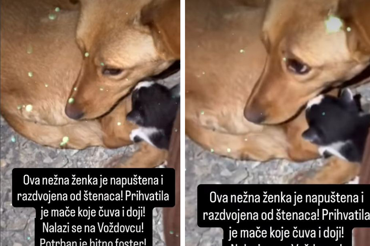 Drama u Beogradu: Pas odvojen od štenaca DOJI tek ROĐENO MAČE, pomajci i bebi hitno potreban smeštaj