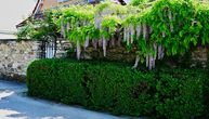 Komšije više neće moći da vam zaviruju u dvorište: Ovih 7 biljaka pravi gust zeleni zid za jedno leto