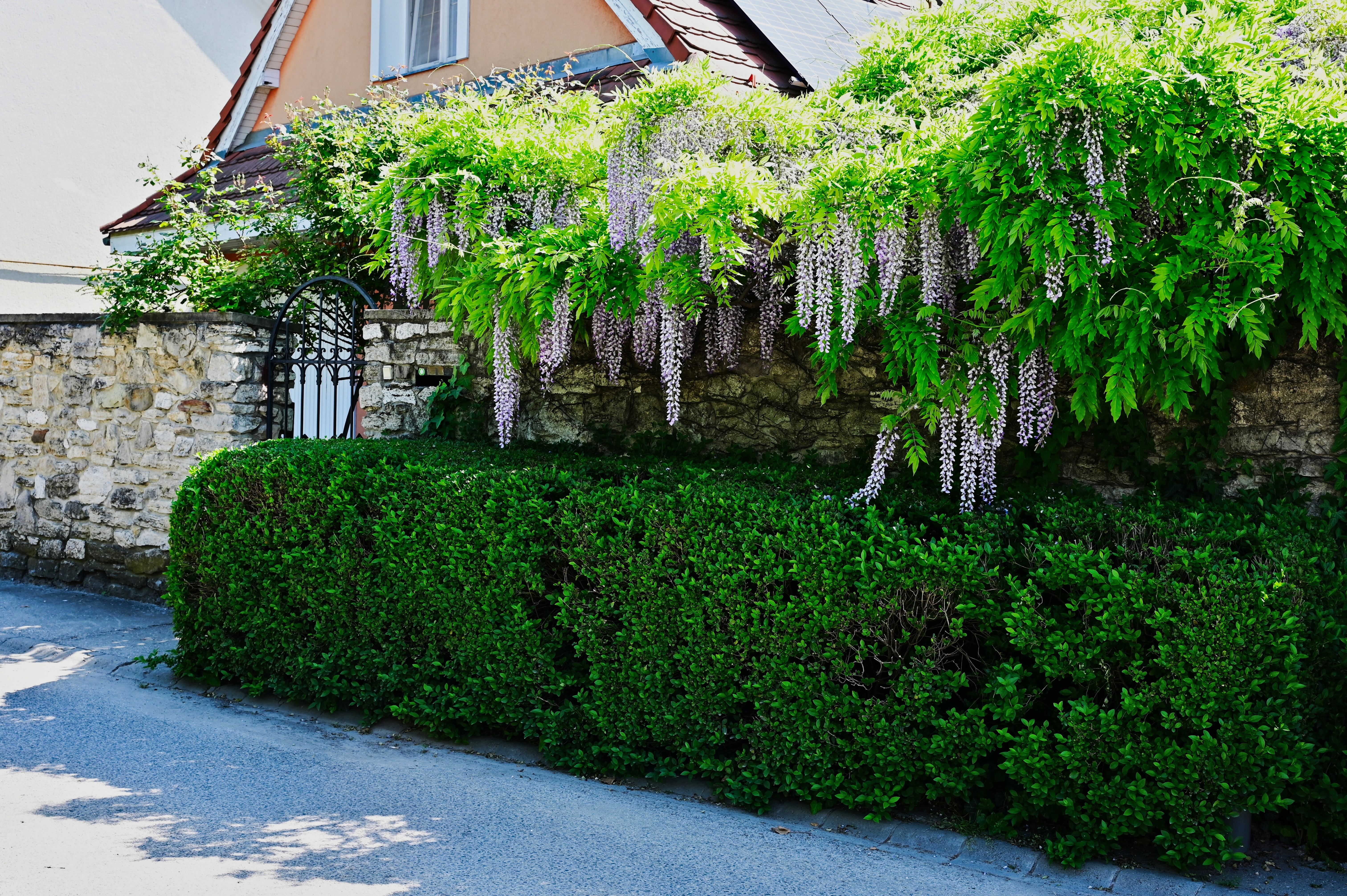 Komšije više neće moći da vam zaviruju u dvorište: Ovih 7 biljaka pravi gust zeleni zid za jedno leto