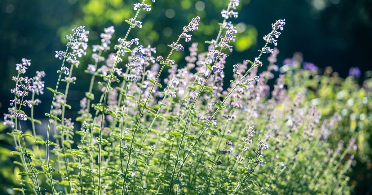 Lepša je od lavande, a komarci i krpelji je MRZE: Ova biljka je spas za svako dvorište, a sadi se baš sad