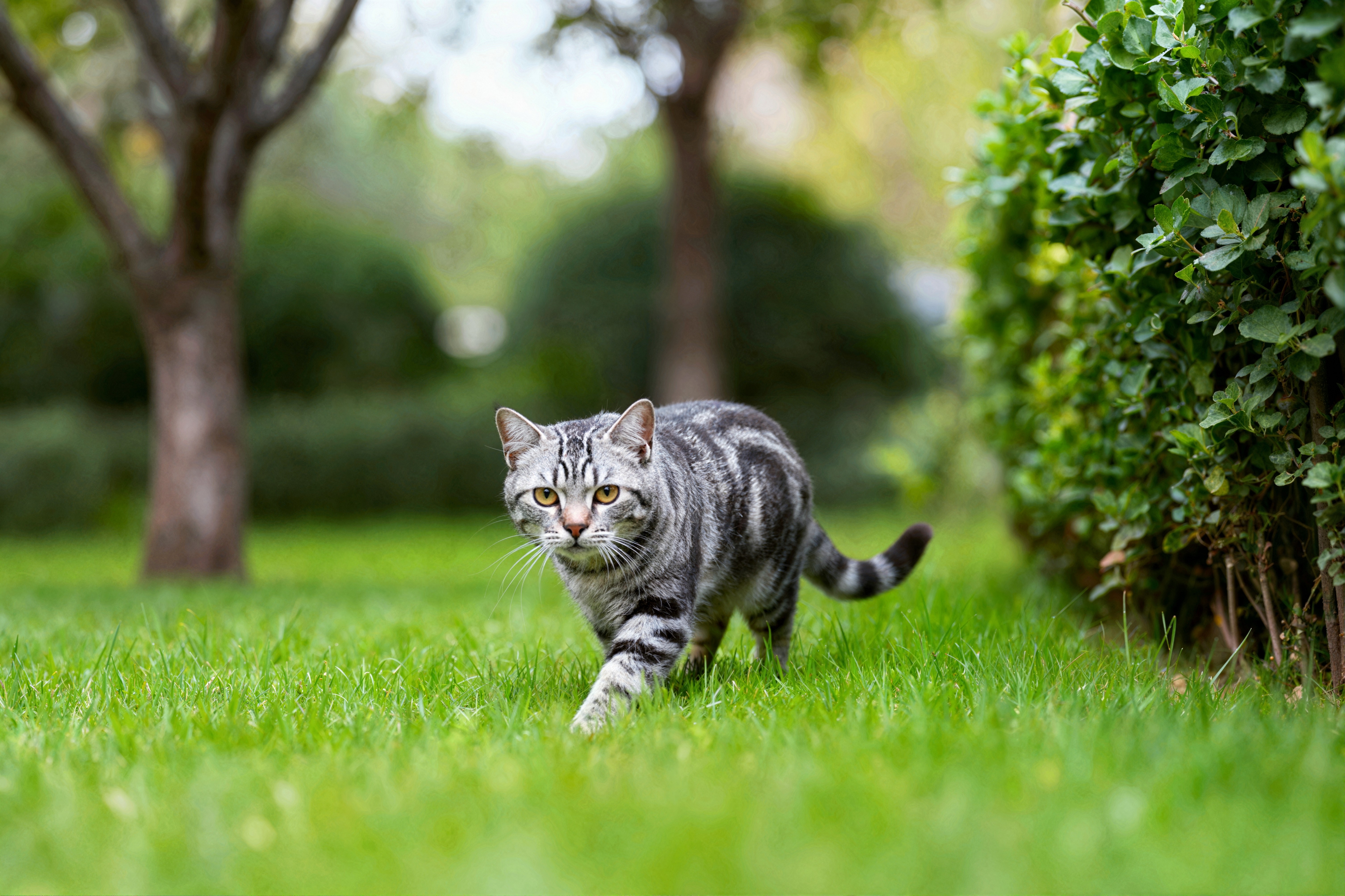 Tabi mačke sa četiri šare su najbrojnije, najumiljatije i najnežnije: Svaka ova maca ima SLOVO NA ČELU