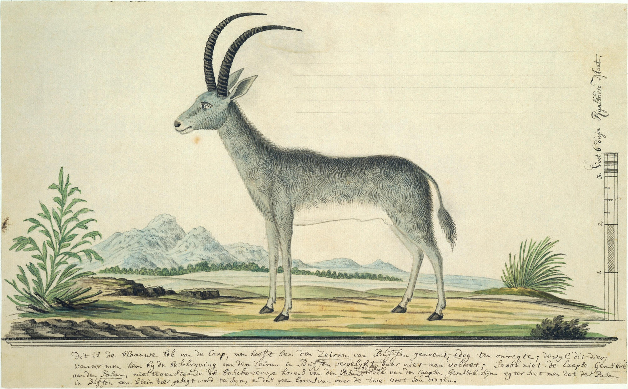 Kompanija planira da oživi izumrlu plavu antilopu
