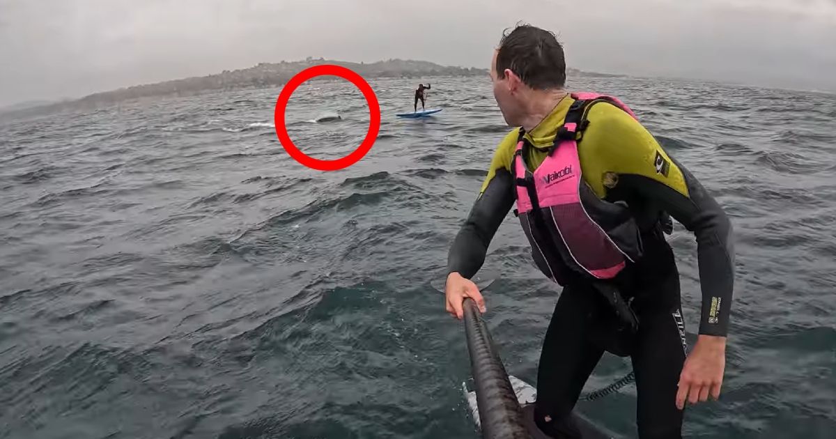 "DON'T FALL OFF!" 4-meter shark terrifies surfers: It followed them offshore, a terrifying scene