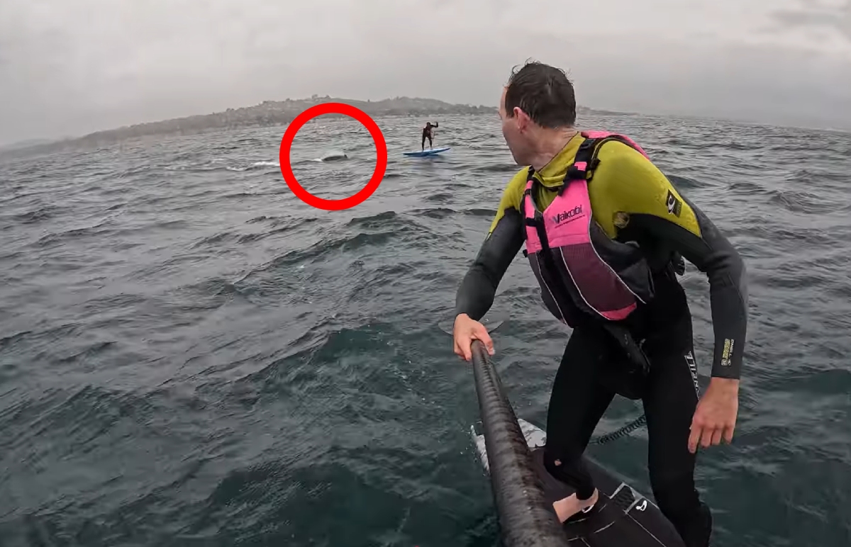"NEMOJ DA PADNEŠ!" Ajkula od 4 metra prestravila surfere: Pratila ih na otvorenom moru, jeziva scena