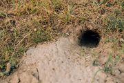 Ako u dvorištu vidite ovakvu rupu - obratite pažnju: Može biti znak da je zmija u blizini