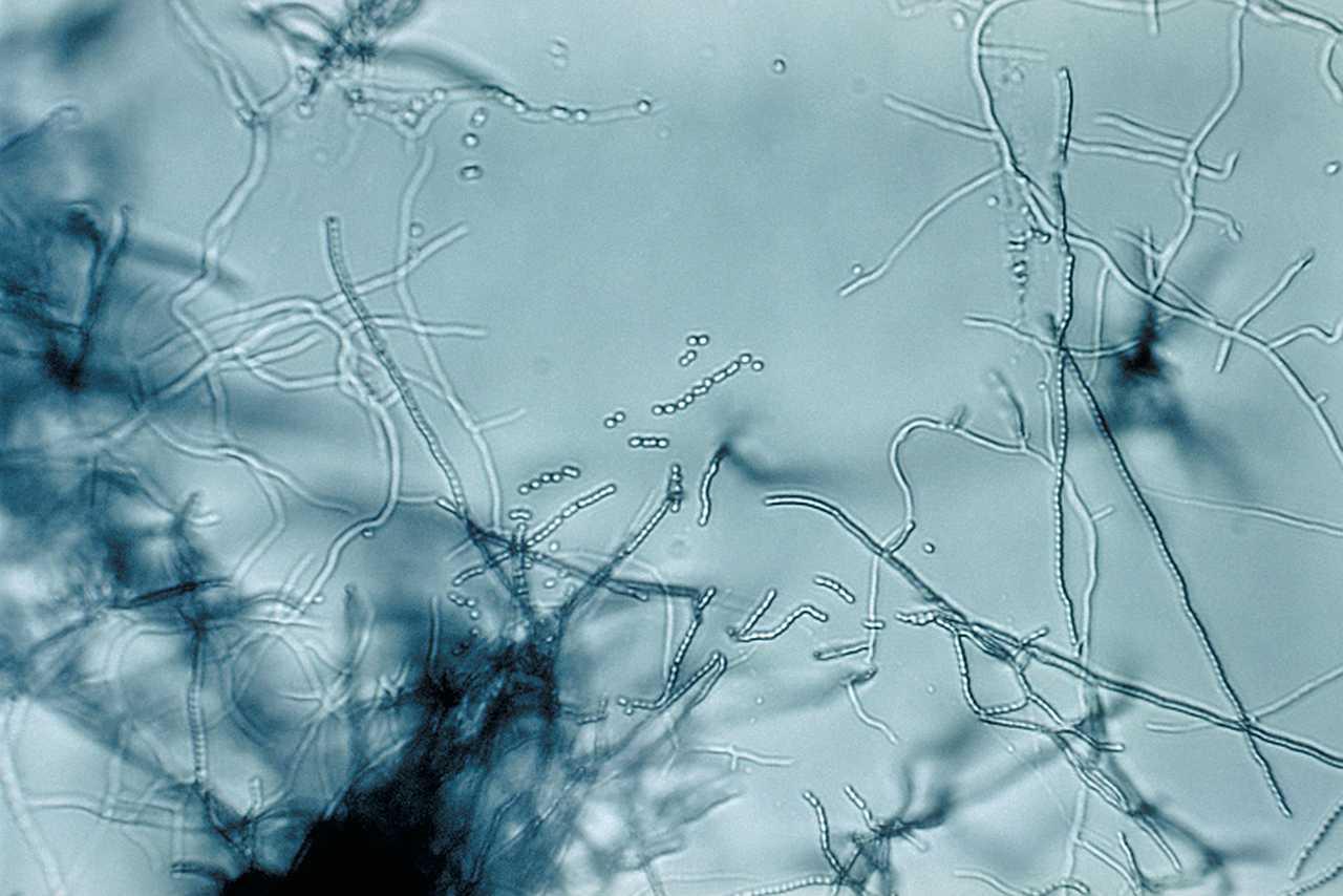 Bakterijski toksin star 100 miliona godina mogao bi preoblikovati kontrolu štetočina i otkrivanje antibiotika