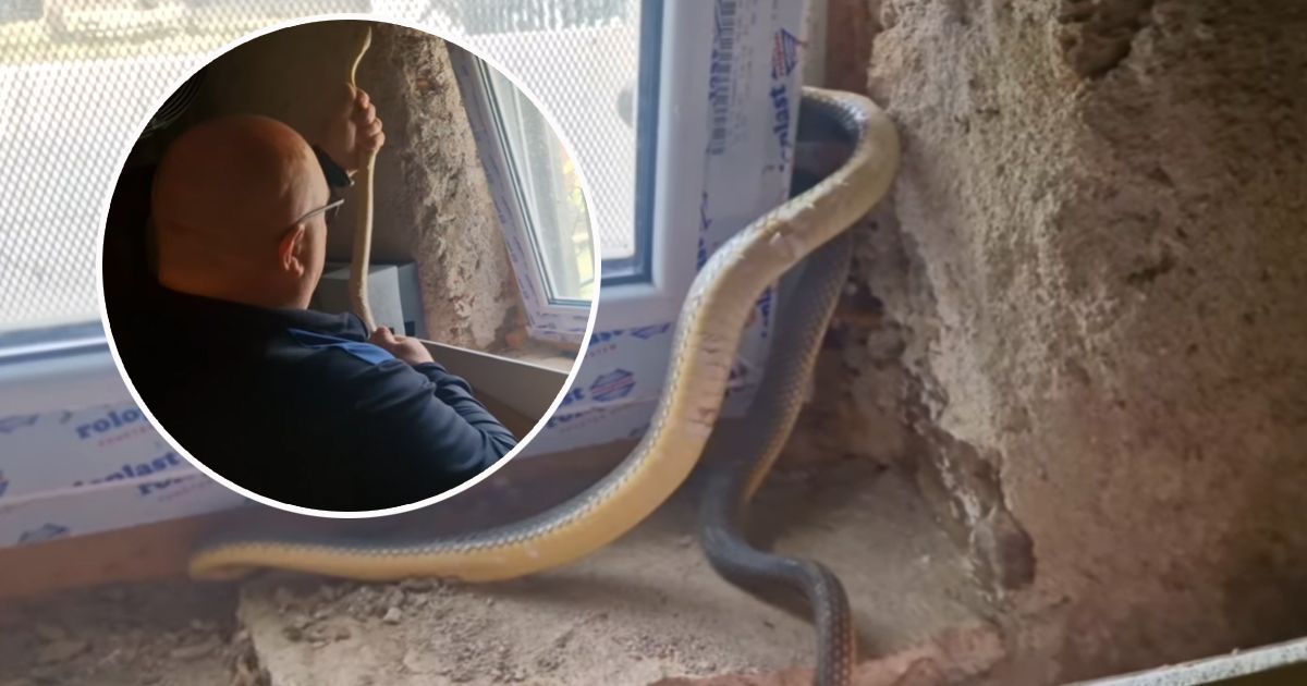 Snake Catcher Vladica Had Another Urgent Intervention: Homeowners Woke Up This Morning to an Uninvited Guest STUCK IN THE WINDOW