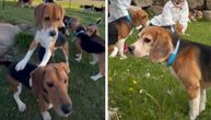 Otis je bio broj 162508: Za MILION DOLARA otkupljeno 1.500 biglova sa Ridglana, psi prvi put osetili travu