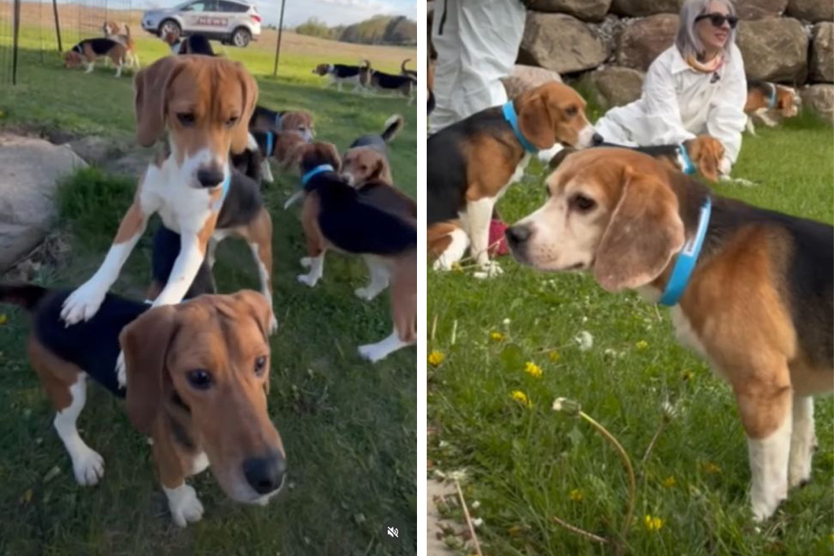Otis je bio broj 162508: Za MILION DOLARA otkupljeno 1.500 biglova sa Ridglana, psi prvi put osetili travu