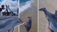 Ipak je AJKULA! Jeza u čuvenom grčkom letovalištu: Delfin isplivao unakažen, srpski profesor analizirao ujed