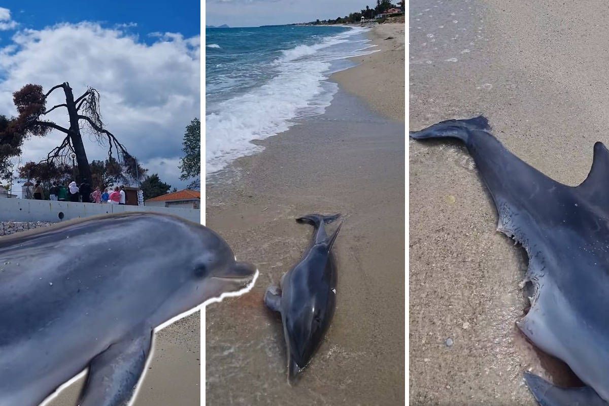 Ipak je AJKULA! Jeza u čuvenom grčkom letovalištu: Delfin isplivao unakažen, srpski profesor analizirao ujed
