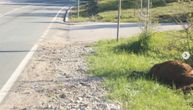 Ovo su prve slike sa mesta nesreće koja je izazvana džipom Sofije Šašić: Mrtav konj, rasuti delovi srče