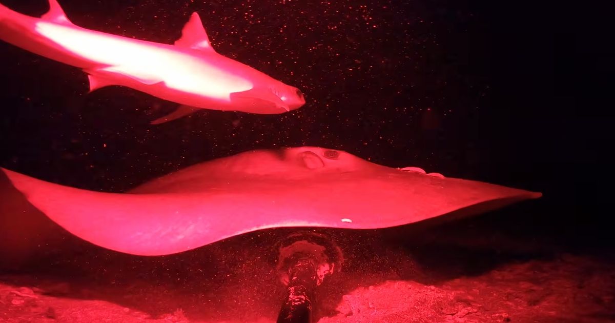 EVO ŠTA ŽIVI U TAMI! Spustio kamere u Indijski okean, pa snimio nešto što 