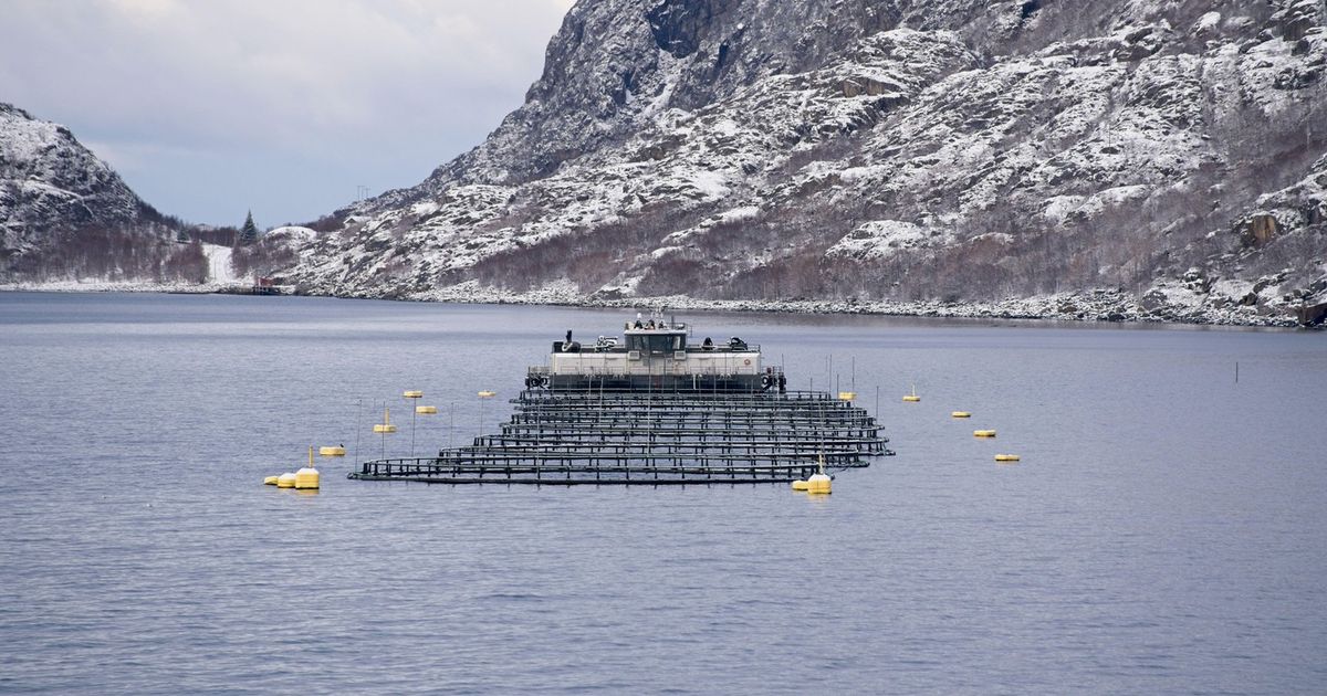 ALARMING REPORT Fish farms significantly pollute fjords: Here's what they are releasing into the sea!