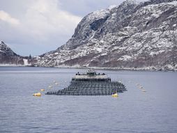 Norveška, uzgajanje riba